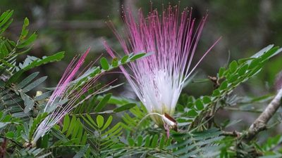 Calliandra surinamensis, photographed by Andra Waagmeester