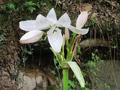 Crinum moorei, photographed by Daniel Cavallari