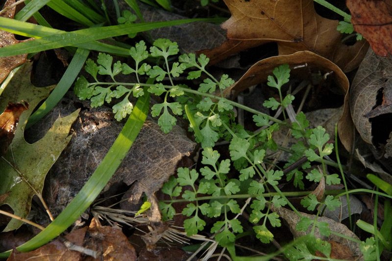 Tauschia texana, photographed by Eric Knight