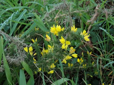 Ulex minor, photographed by Duarte Frade