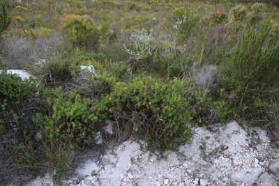 Oedera capensis, photographed by Tony Rebelo