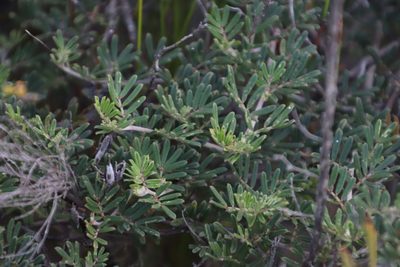 Microcharis praetermissa, photographed by Tony Rebelo