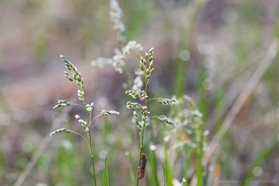 Anthoxanthum nitens, photographed by Константин Селивёрстов