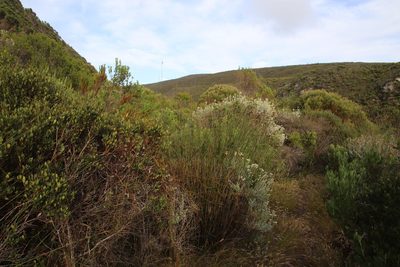 Thamnochortus erectus, photographed by Tony Rebelo