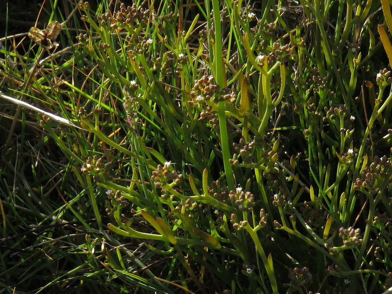 Thesium frisea, photographed by Jeremy Gilmore