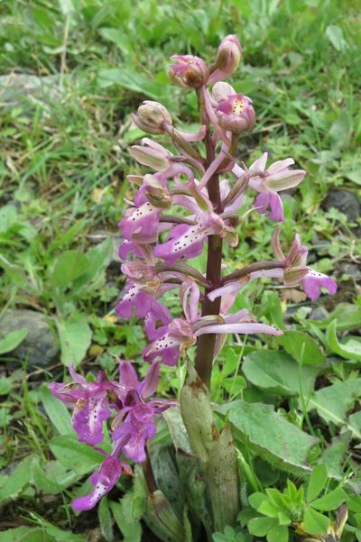 Orchis sitiaca, photographed by Ed Alverson