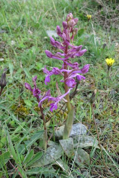 Orchis sitiaca, photographed by Ed Alverson
