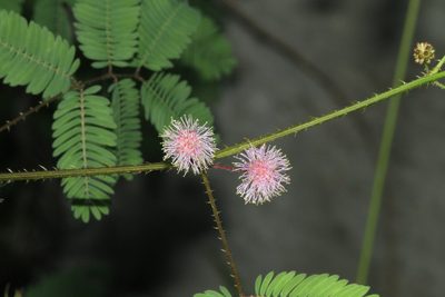 Mimosa candollei, photographed by Julien Renoult