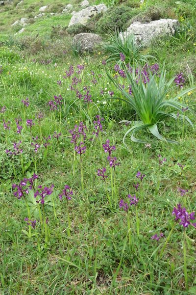 Anacamptis boryi, photographed by Ed Alverson
