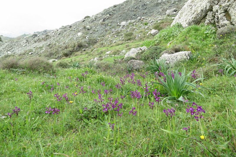 Anacamptis boryi, photographed by Ed Alverson