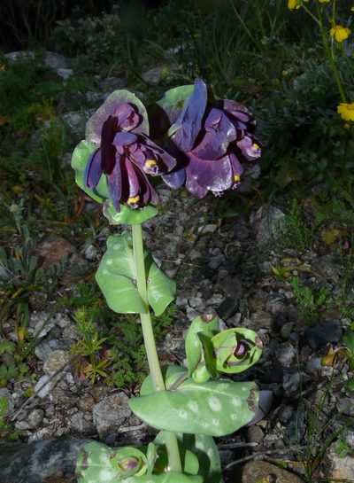 Cerinthe retorta, photographed by Julien Renoult
