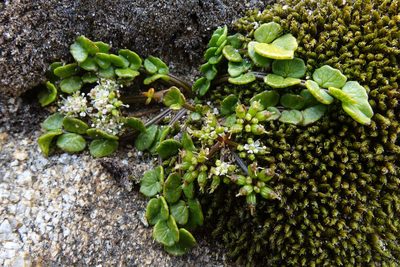 Gingidia flabellata, photographed by John Barkla