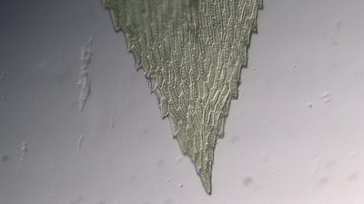 Anacamptodon splachnoides, photographed by Brandon Corder