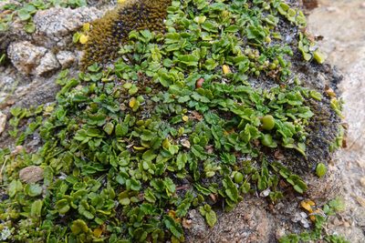 Gingidia flabellata, photographed by John Barkla