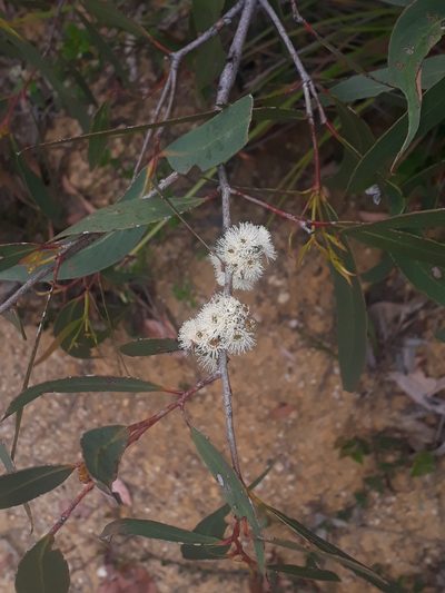 Eucalyptus willisii, photographed by Leon Perrie