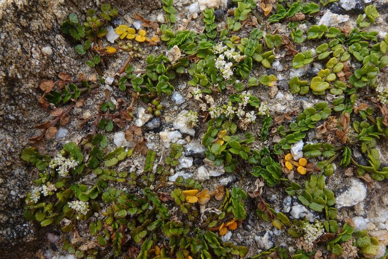 Gingidia flabellata, photographed by John Barkla