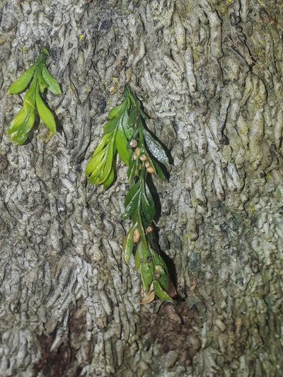 Tmesipteris parva, photographed by Leon Perrie