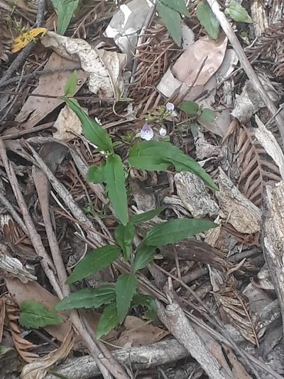 Veronica notabilis, photographed by Leon Perrie