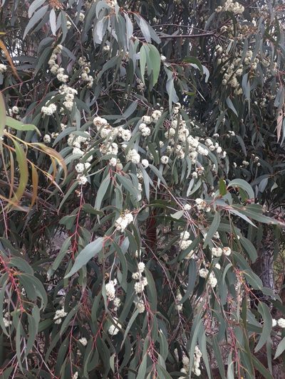 Eucalyptus willisii, photographed by Leon Perrie