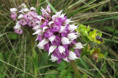 Neotinea lactea, photographed by Ed Alverson