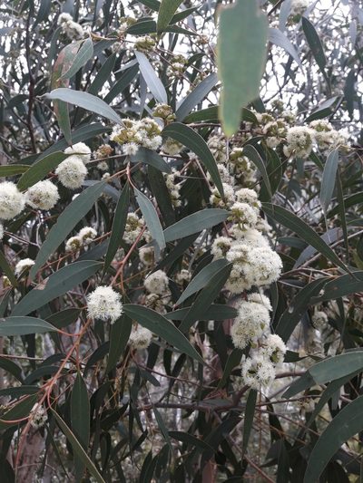 Eucalyptus willisii, photographed by naturewatchwidow
