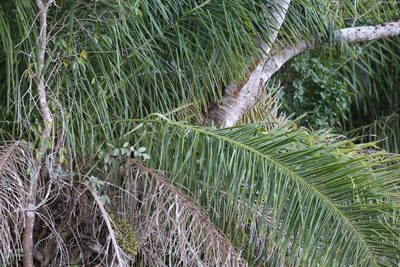 Attalea phalerata, photographed by Diogo Luiz