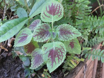 Coleus scutellarioides, photographed by Diogo Luiz