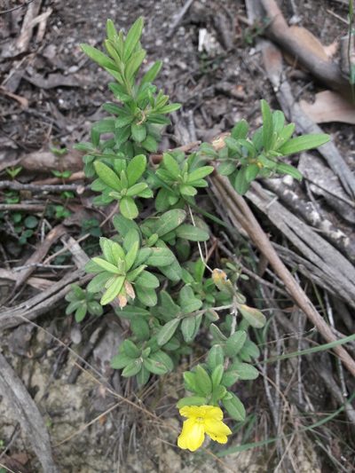 Hibbertia hirticalyx, photographed by naturewatchwidow