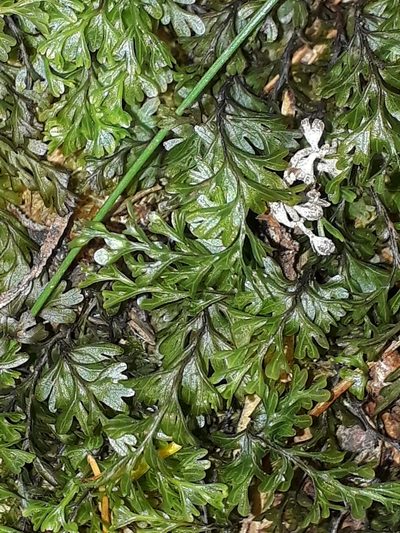 Hymenophyllum australe, photographed by Leon Perrie
