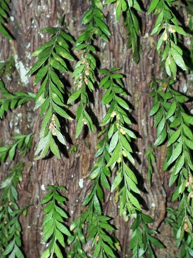 Tmesipteris parva, photographed by Leon Perrie