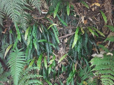 Austroblechnum patersonii, photographed by Leon Perrie