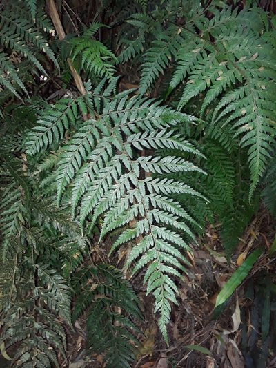 Parapolystichum acuminatum, photographed by Leon Perrie