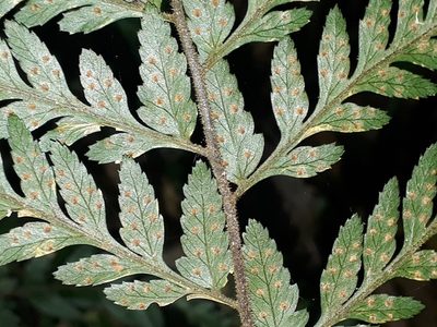 Parapolystichum acuminatum, photographed by Leon Perrie