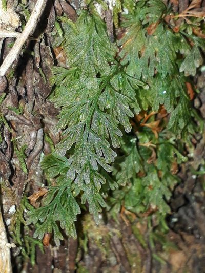 Abrodictyum caudatum, photographed by Leon Perrie