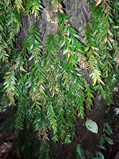 Tmesipteris parva, photographed by Leon Perrie