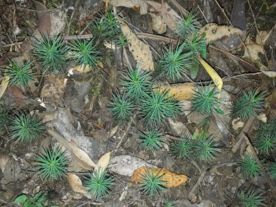 Dawsonia polytrichoides, photographed by Leon Perrie