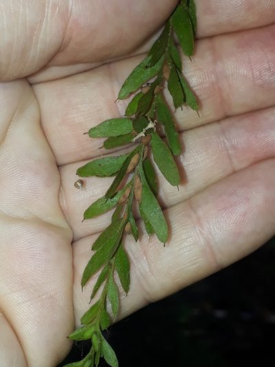 Tmesipteris obliqua, photographed by Leon Perrie