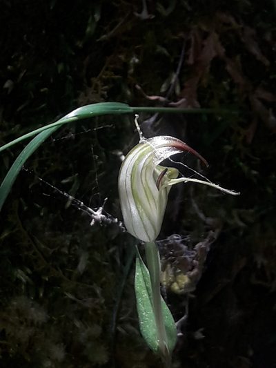 Pterostylis atrans, photographed by naturewatchwidow