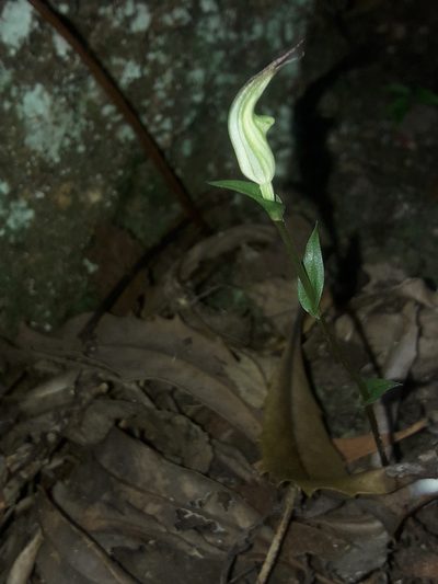 Pterostylis atrans, photographed by naturewatchwidow