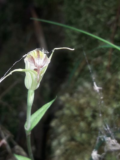Pterostylis atrans, photographed by naturewatchwidow