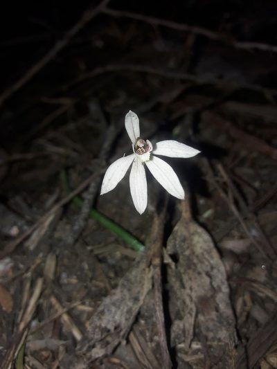Caladenia vulgaris, photographed by naturewatchwidow