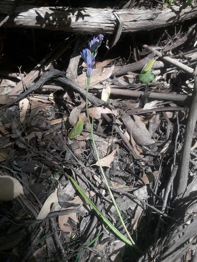 Thelymitra media, photographed by naturewatchwidow