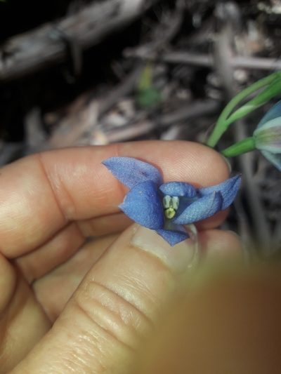 Thelymitra media, photographed by naturewatchwidow