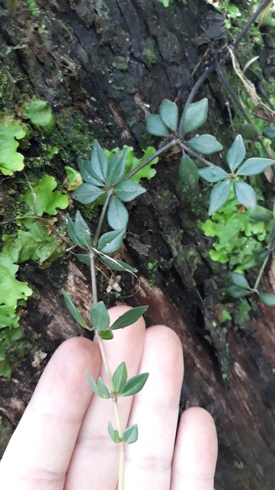 Peperomia rhombea, photographed by Edson Luis Fabro Gasperin