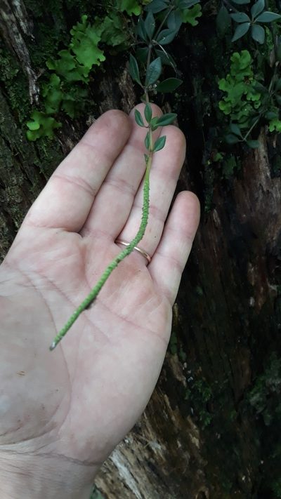 Peperomia rhombea, photographed by Edson Luis Fabro Gasperin