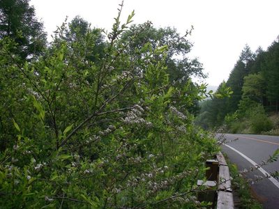 Salix integra, photographed by Yoshimasa Uchiyama