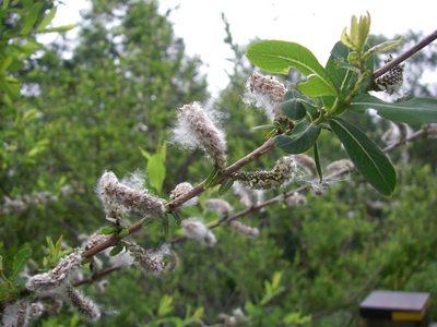 Salix integra, photographed by Yoshimasa Uchiyama
