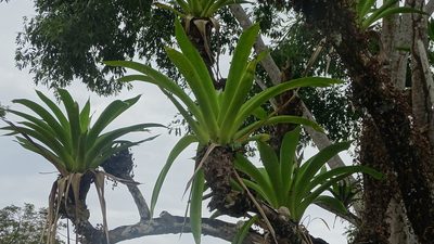 Werauhia sanguinolenta, photographed by Andra Waagmeester