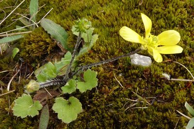 Ranunculus multiscapus, photographed by John Barkla