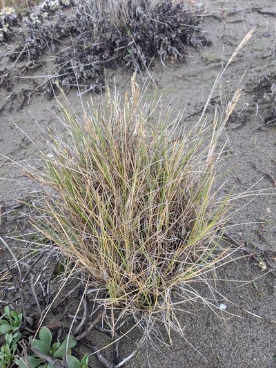 Poa macrantha, photographed by David Anderson
